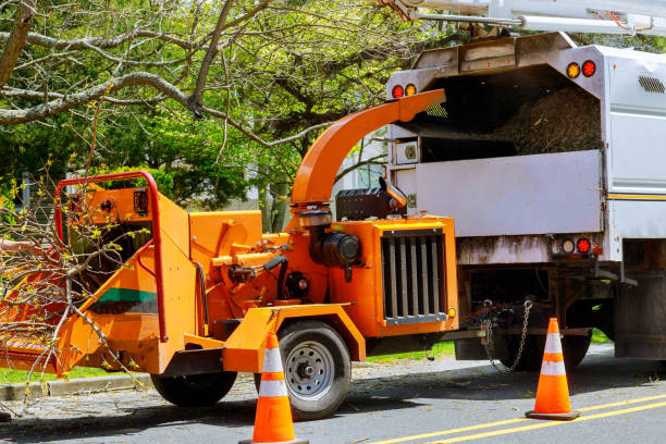 Grand Ledge, MI  Tree Services Company