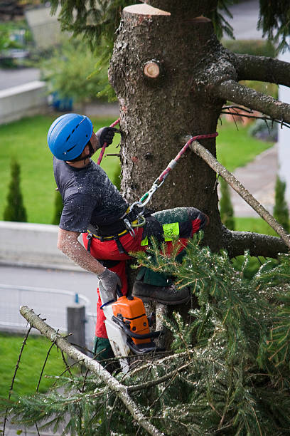 Best Root Management and Removal  in Grand Ledge, MI